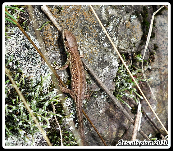 jašterica kratkohlavá Lacerta agilis