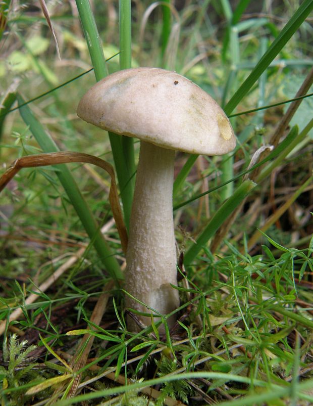 kozák (?) Leccinum (?)