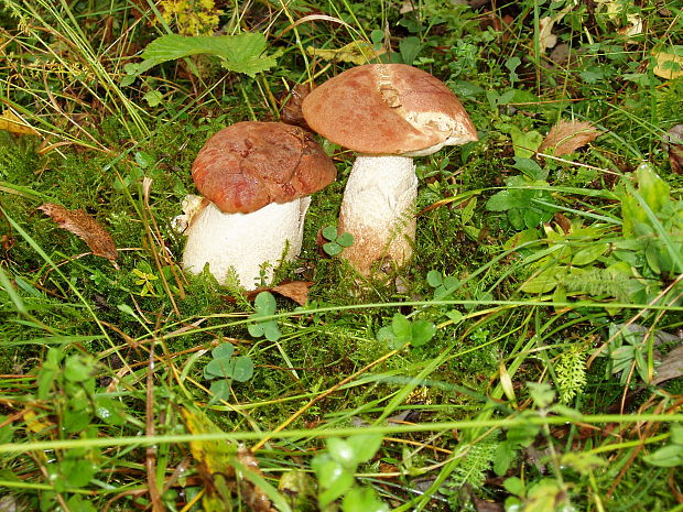 kozák osikový Leccinum albostipitatum den Bakker & Noordel.