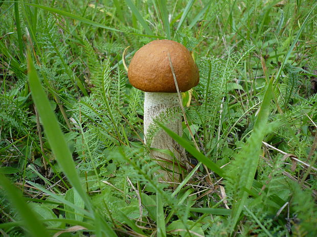 kozák osikový Leccinum albostipitatum den Bakker & Noordel.