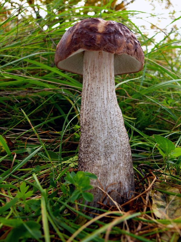 kozák brezový Leccinum scabrum (Bull.) Gray