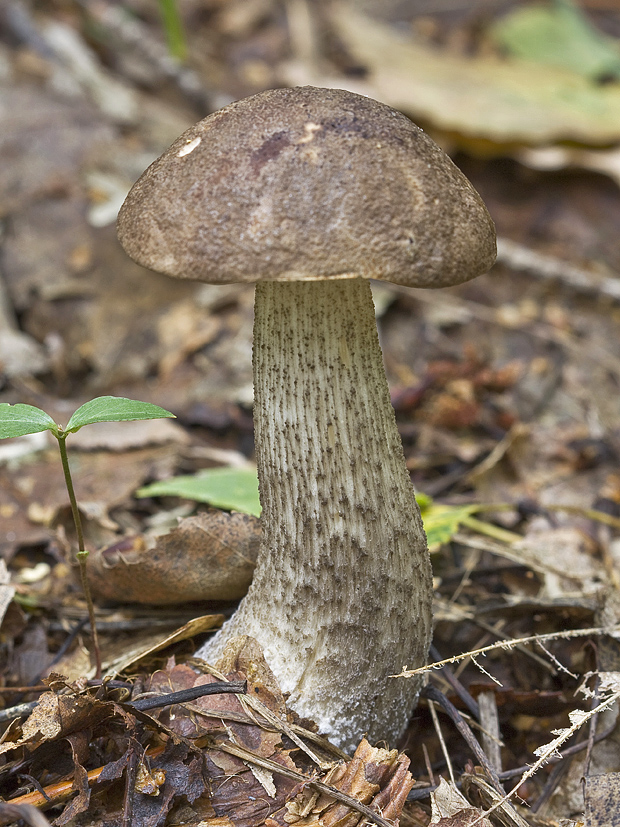 kozák Leccinum sp.