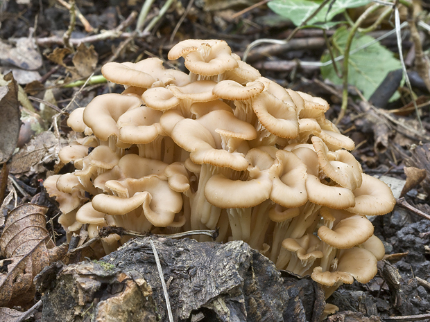 húževnatček ulitovitý Lentinellus cochleatus (Pers.) P. Karst.