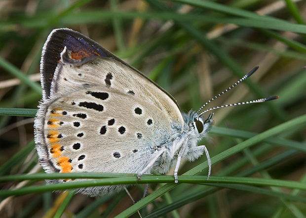 ohniváčik štiavový Lycaena hippothoe