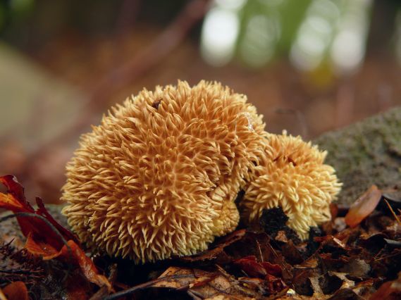 prášnica pichliačová Lycoperdon echinatum Pers.