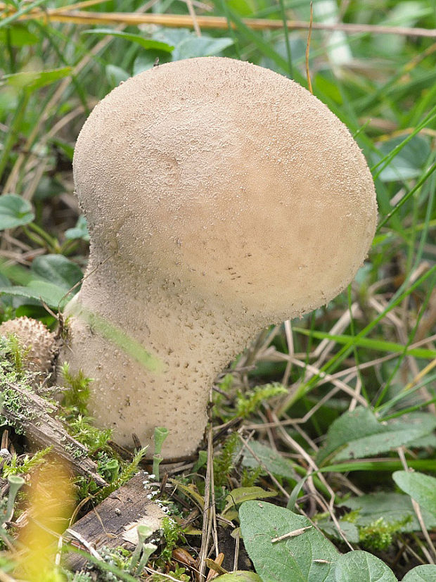 rozpadavec stopkatý Lycoperdon excipuliforme (Scop.) Pers.