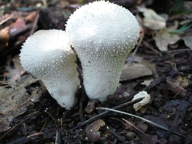 prášnica bradavičnatá Lycoperdon perlatum Pers.