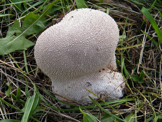 rozpadavec dlabaný Lycoperdon utriforme Bull.