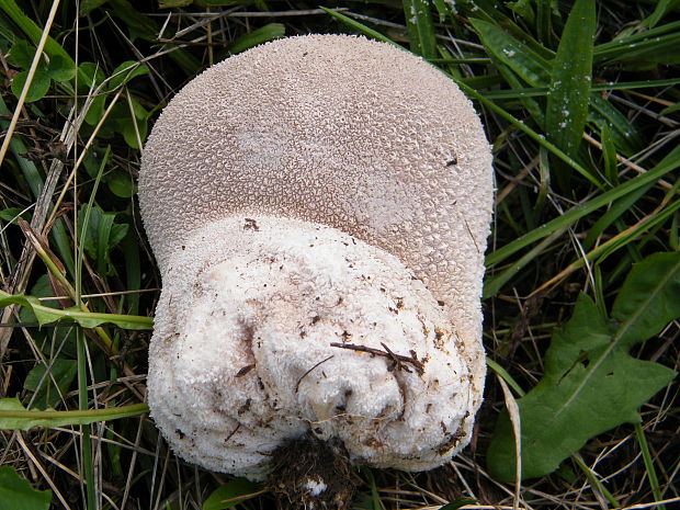 rozpadavec dlabaný Lycoperdon utriforme Bull.