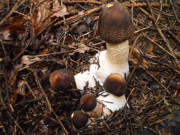 bedľa vysoká čiernohnedá Macrolepiota fuliginosa (Barla) Bon