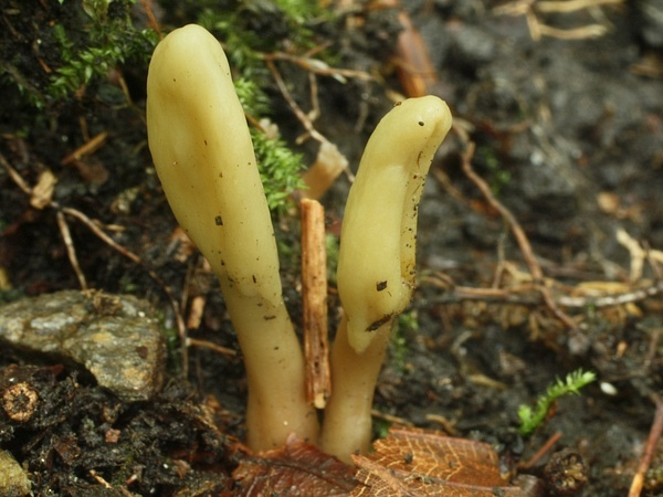 drobnojazýček Microglossum olivaceum (Pers.) Gillet