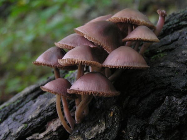 prilbička Mycena sp.