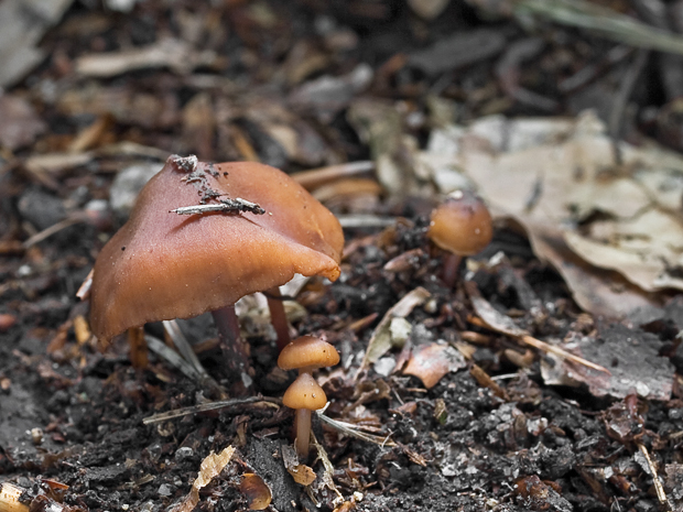 koreňovica škoricovohnedá Phaeocollybia christinae (Fr.) R. Heim