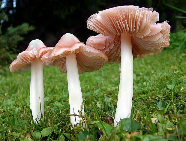 lúčnica ružovočervená Porpolomopsis calyptriformis (Berk.) Bresinsky