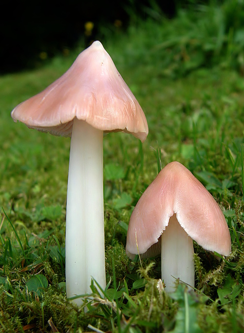 lúčnica ružovočervená Porpolomopsis calyptriformis (Berk.) Bresinsky