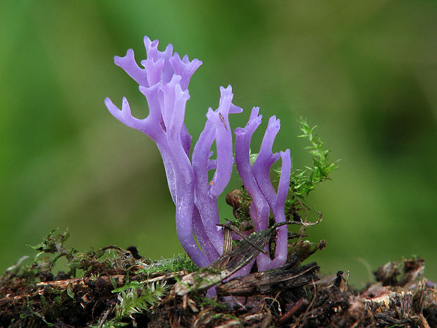 pastrapačka fialová Ramariopsis pulchella (Boud.) Corner