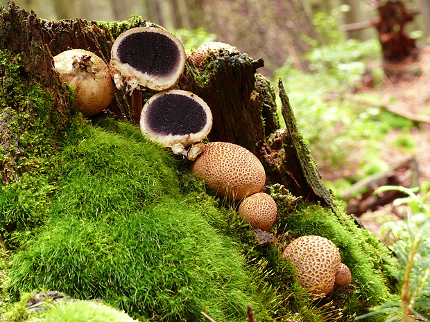 pestrec obyčajný Scleroderma citrinum Pers.