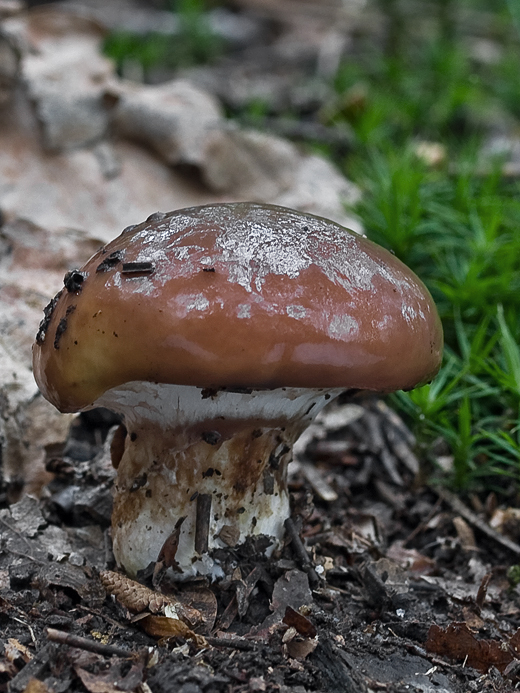 masliak obyčajný Suillus luteus (L.) Roussel