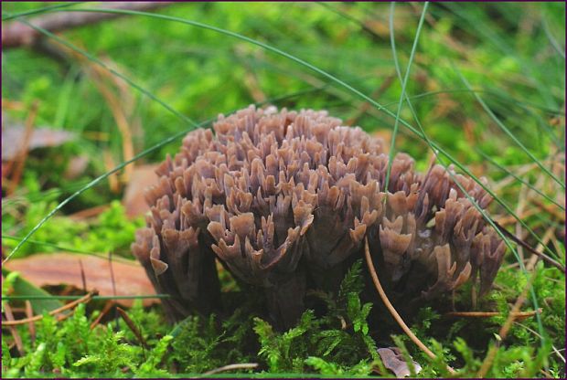 plesňovka smradľavá Thelephora palmata (Scop.) Fr.