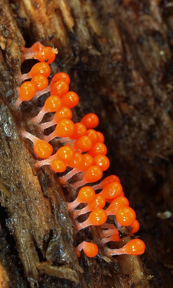 vlasnačka Trichia sp.