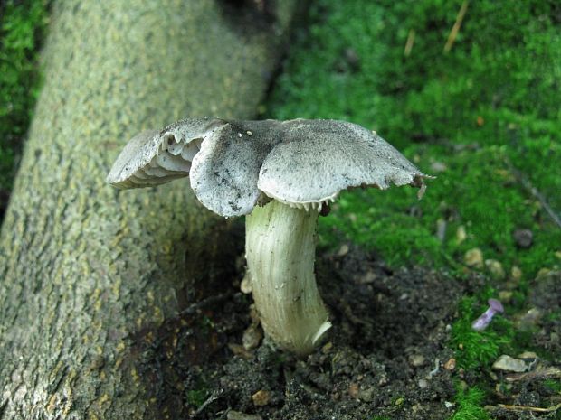 čírovka čiernošupinatá ??? Tricholoma atrosquamosum ???