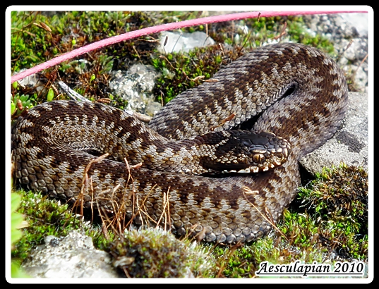 vretenica severna Vipera berus