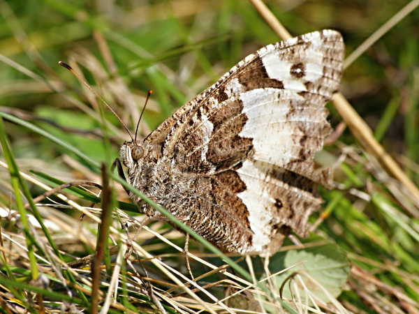 očkáň stoklasový (Brintesia circe)