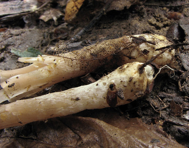 pečiarka fialovkastá Agaricus semotus Fr.