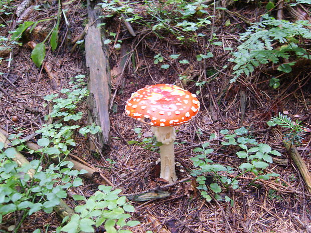 muchotrávka červená Amanita muscaria (L.) Lam.