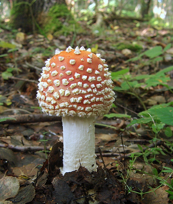 muchotrávka červená Amanita muscaria (L.) Lam.