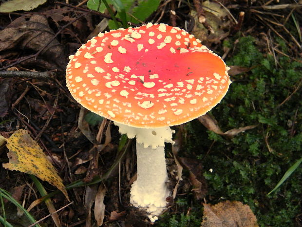 muchotrávka červená Amanita muscaria (L.) Lam.