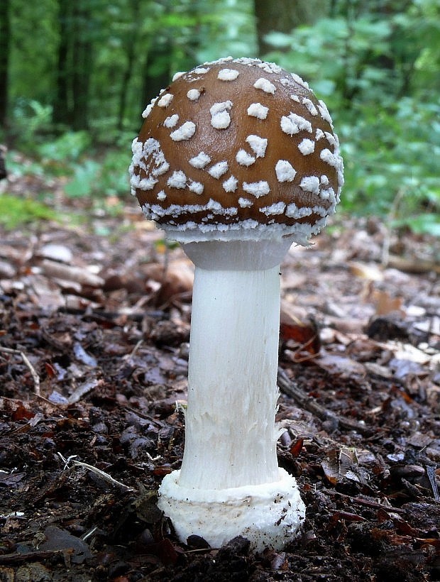 muchotrávka tigrovaná Amanita pantherina (DC.) Krombh.