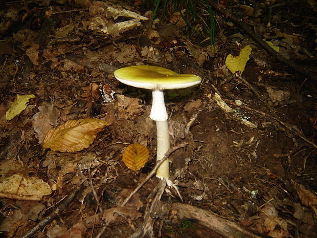 muchotrávka zelená Amanita phalloides (Vaill. ex Fr.) Link