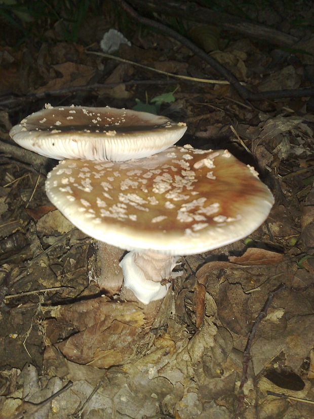 muchotrávka Amanita sp.