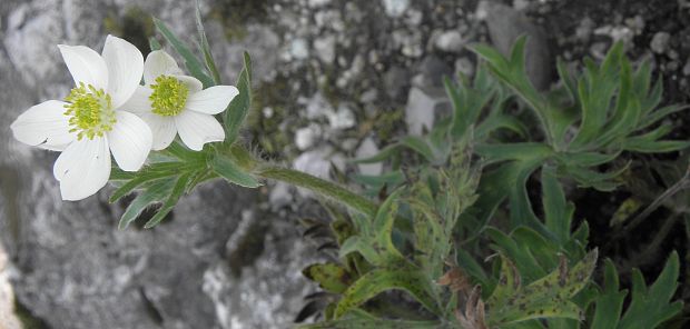 veternica narcisokvetá Anemone narcissiflora L.