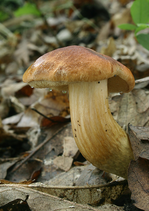 suchohríb moravský Aureoboletus moravicus (Václ. Vacek) Klofac