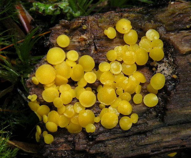 okrasník Bisporella sp.