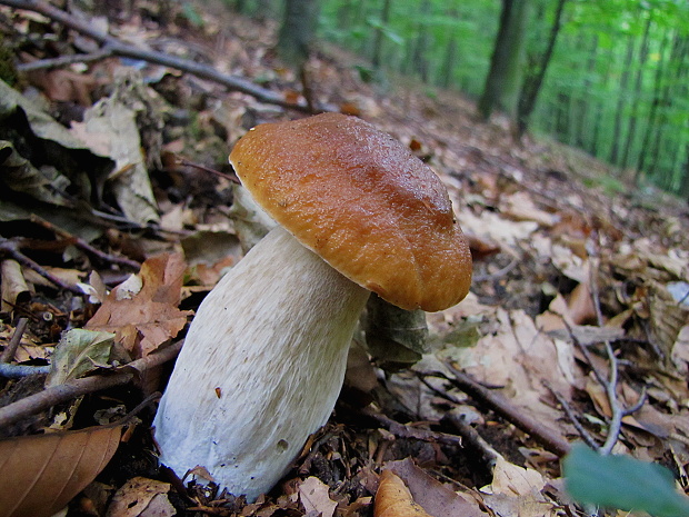 hríb smrekový Boletus edulis Bull.