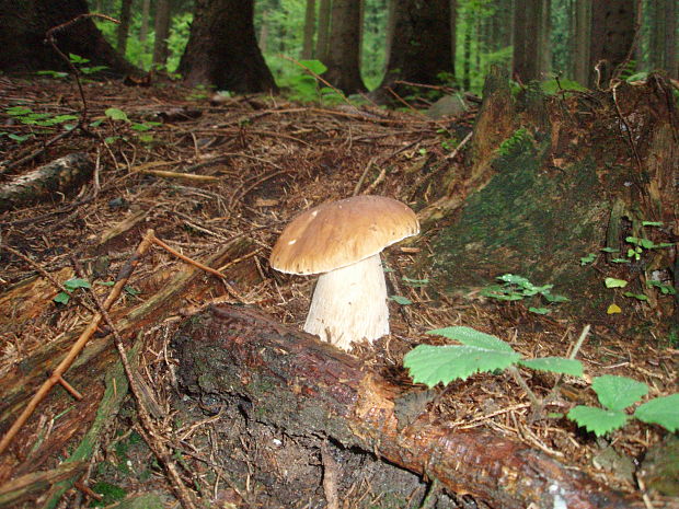 hríb smrekový Boletus edulis Bull.