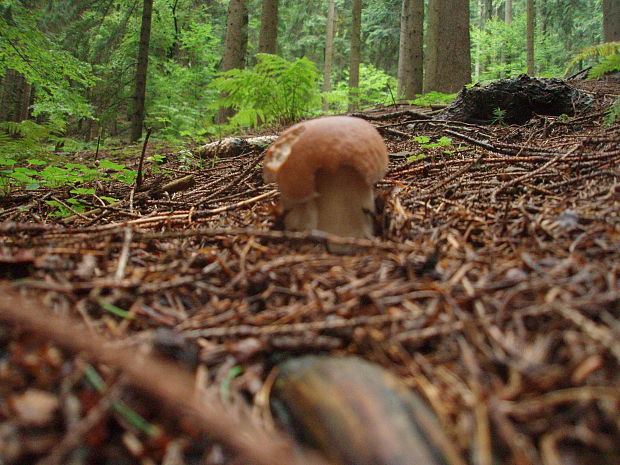 hríb smrekový Boletus edulis Bull.