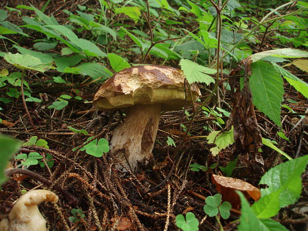 hríb smrekový Boletus edulis Bull.