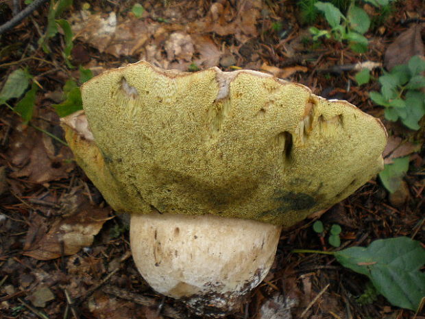 hríb smrekový Boletus edulis Bull.