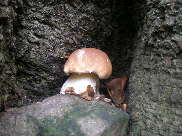 hríb smrekový Boletus edulis Bull.