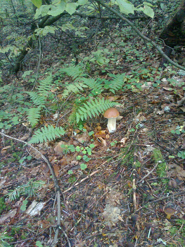 hríb smrekový Boletus edulis Bull.