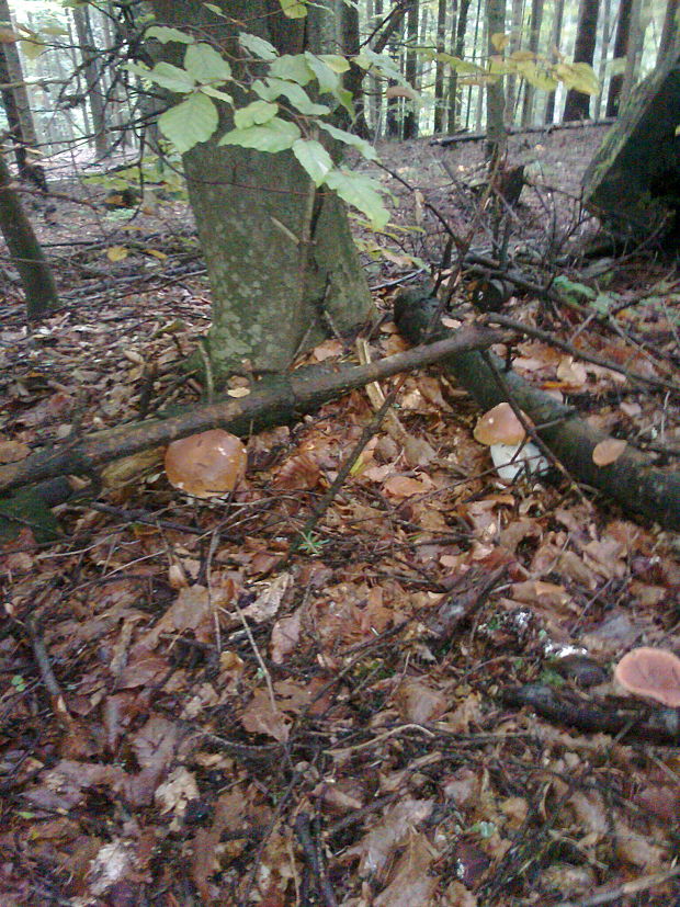 hríb smrekový Boletus edulis Bull.