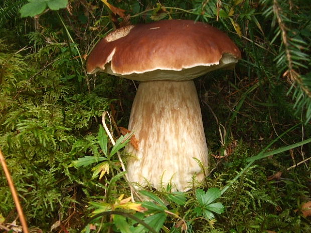 hríb smrekový Boletus edulis Bull.