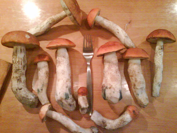 hríb dubový Boletus reticulatus Schaeff.