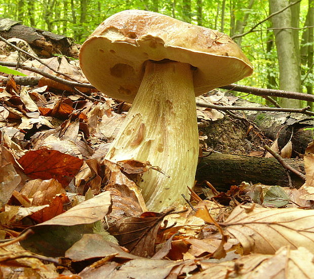 hríb dubový Boletus reticulatus Schaeff.