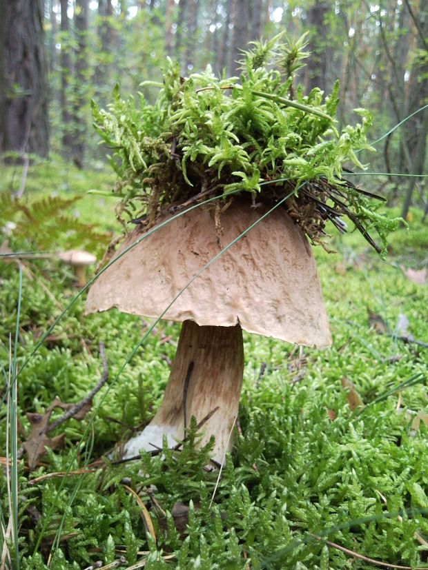 hríb Boletus sp.