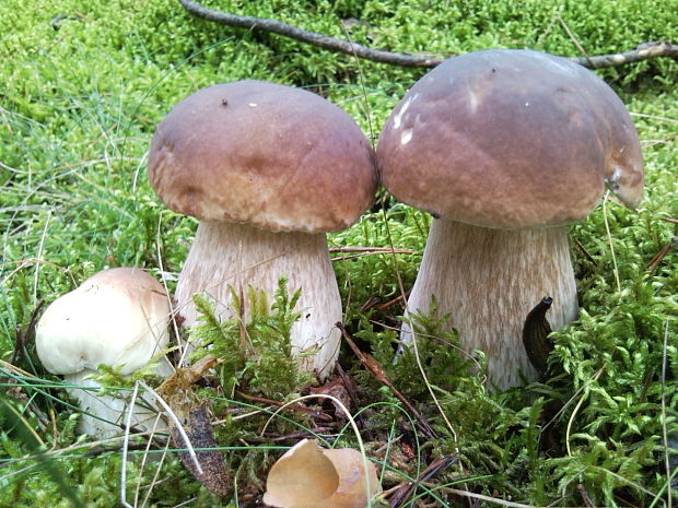 hríb Boletus sp.